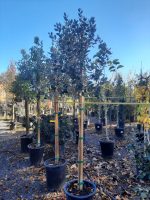 Feijoa sellowiana STD