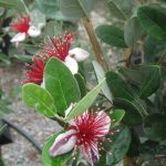 Feijoa sellowiana