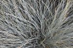 Festuca glauca 'Elijah Blue'