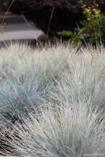 Festuca glauca 'Elijah Blue' - Image 2