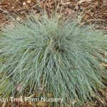 Festuca glauca 'Siskiyou Blue'