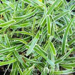 Ficinia truncata 'Ice Crystal'