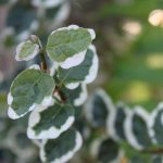 Ficus pumila 'Variegata'