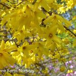 Forsythia intermedia 'Lynwood Gold'