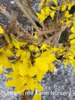 Forsythia intermedia 'Spring Glory'