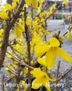 Forsythia intermedia 'Spring Glory' - Image 2