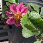 Fragaria 'Lipstick'