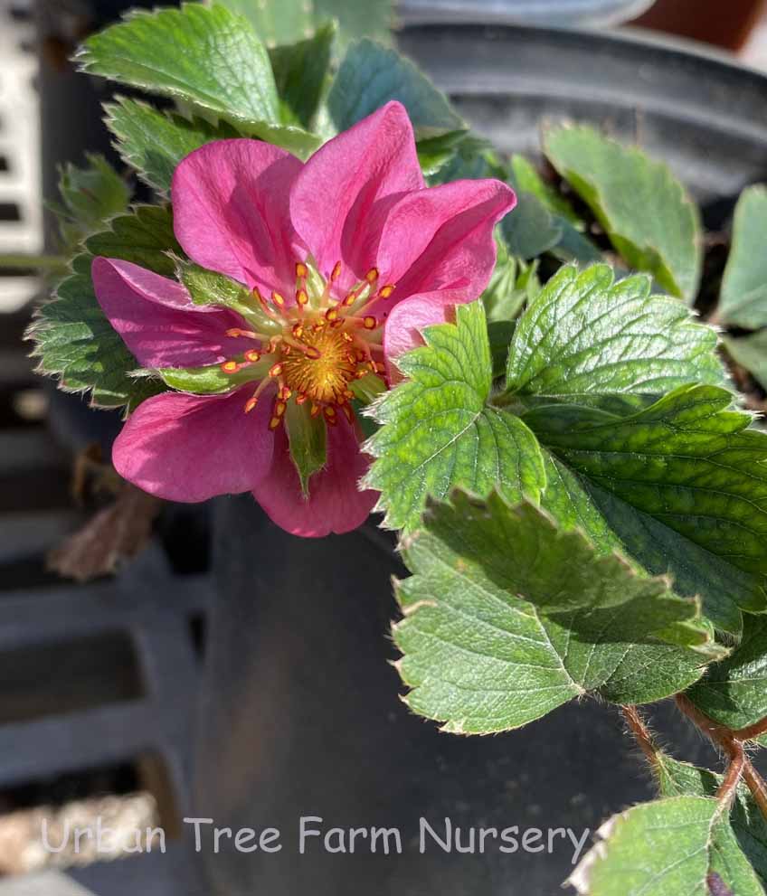 Fragaria-Lipstick Fragaria 'Lipstick' - Image 1