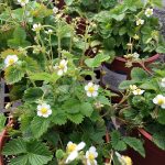 Fragaria vesca 'Alexandria'