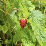 Fragaria vesca 'Golden Alexandria'