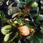Fragaria vesca 'Yellow Wonder'