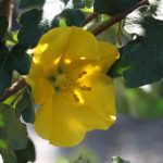 Fremontodendron 'California Glory'