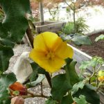 Fremontodendron 'Pacific Sunset'