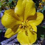Fremontodendron 'San Gabriel'