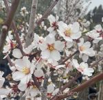 Fruit Almond All In One - Image 3