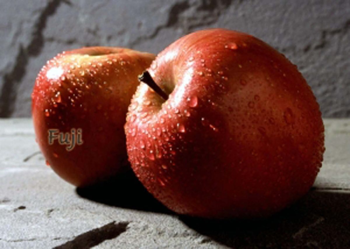 Fruit Apple Fuji ESPALIER 2 TIER a
