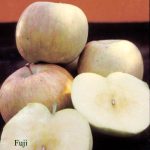 Fruit Apple Fuji