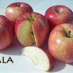 Fruit Apple Gala