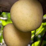 Fruit Apple Golden Delicious ESPALIER 3 TIER