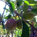 Fruit Apple Golden Delicious