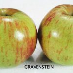 Fruit Apple Gravenstein, Green