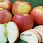 Fruit Apple Jonagold