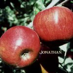 Fruit Apple Jonathan