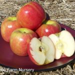 Fruit Apple Pink Lady