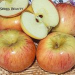 Fruit Apple Sierra Beauty