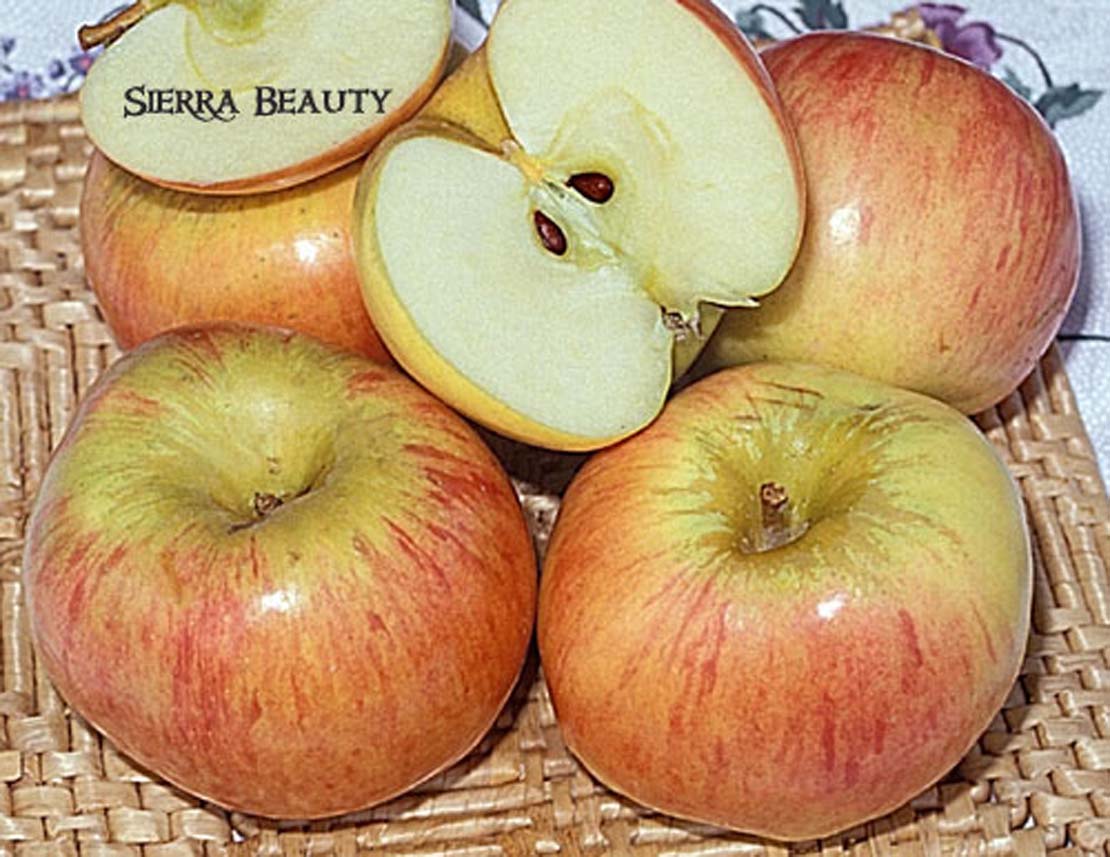 Fruit-Apple-Sierra-Beauty-a Fruit Apple Sierra Beauty a