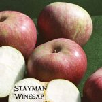 Fruit Apple Winesap