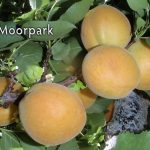 Fruit Apricot Moorpark