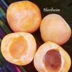 Fruit Apricot Royal Blenheim