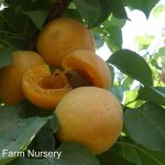 Fruit Apricot Tilton