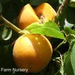 Fruit Apricot Tomcot