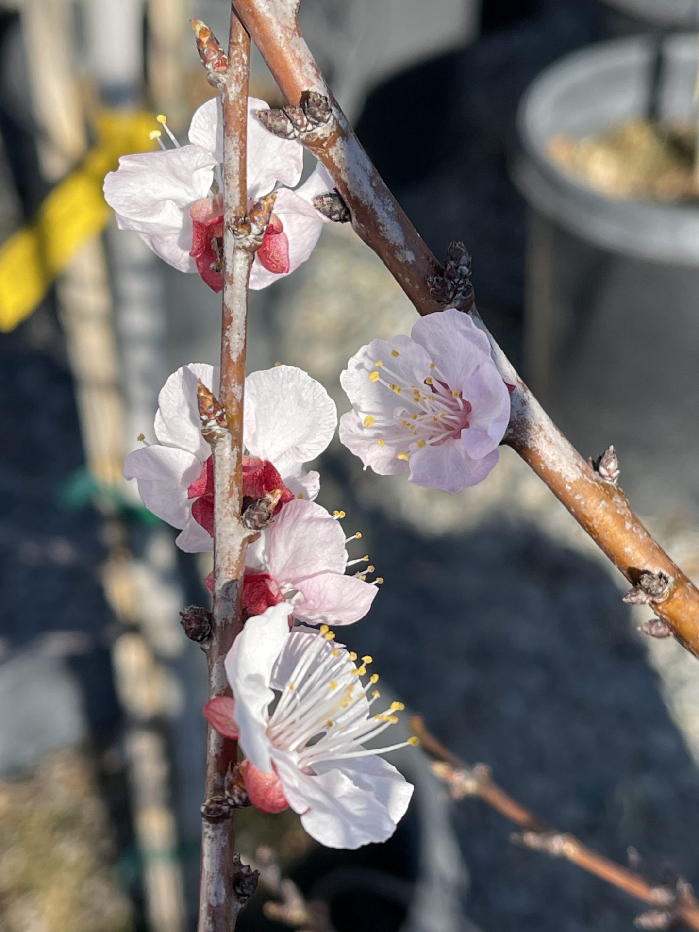 Fruit-Aprium-Flavor-Delight-b Fruit Aprium Flavor Delight b scaled