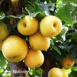 Fruit Asian Pear 20th Century