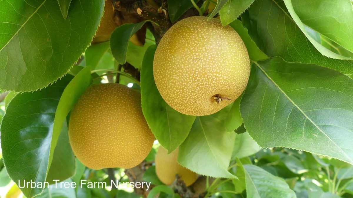 Fruit Asian Pear Hosui a