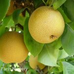 Fruit Asian Pear Hosui