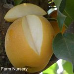 Fruit Asian Pear Shinko