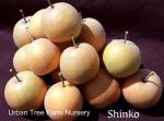 Fruit Asian Pear Shinko - Image 3