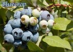 Fruit Blueberry Bluecrop - Image 2
