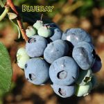 Fruit Blueberry Bluejay