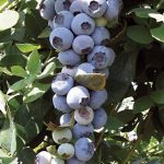 Fruit Blueberry Emerald