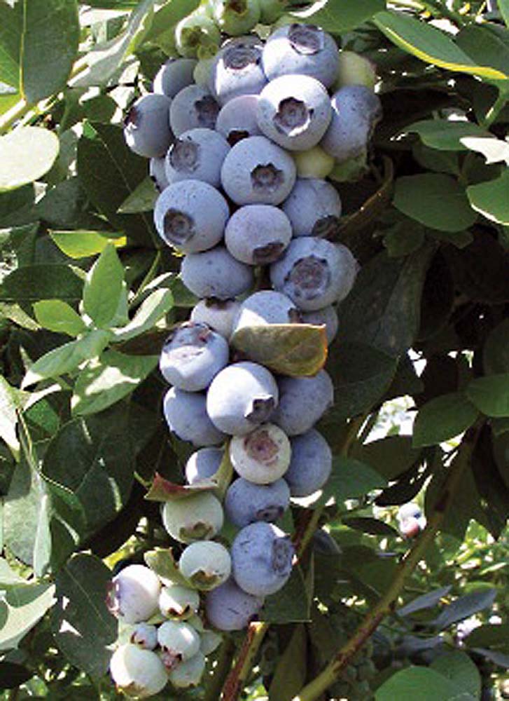 Fruit-Blueberry-Emerald Fruit Blueberry Emerald - Image 1