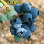 Fruit Blueberry Jubilee