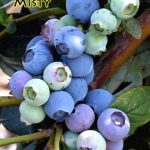 Fruit Blueberry Misty