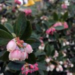 Fruit Blueberry Sunshine Blue