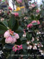 Fruit Blueberry Sunshine Blue