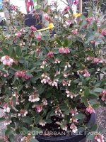 Fruit Blueberry Sunshine Blue - Image 3